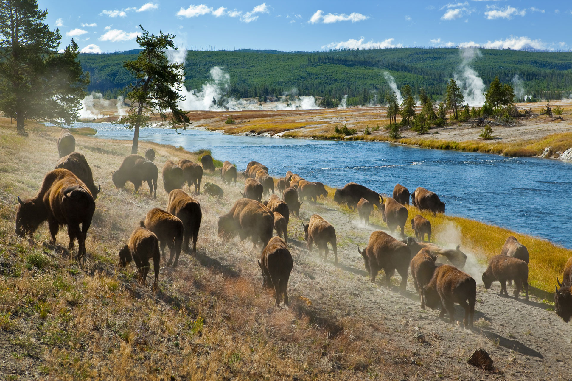 Bison i yellowstone park, usa