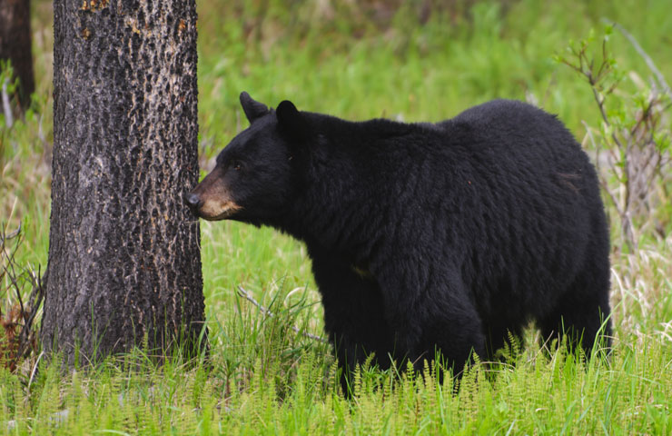 Bear i Jasper National Park, Kanada