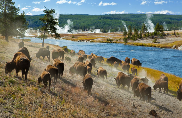 bison i Yellowstone ´park